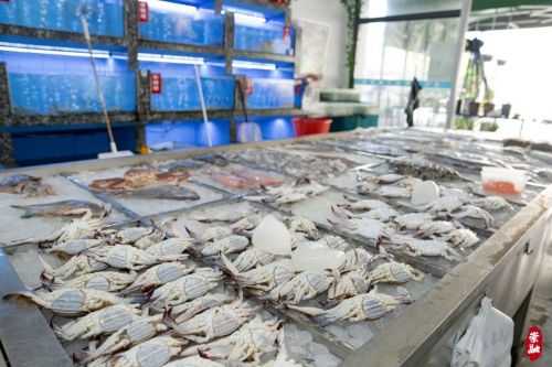 20240806161651074280.jpg 梭子蟹、竹节虾、方板鱼……今年第一网东海海鲜登陆崇明9.jpg