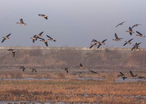 20231207152934091305.jpg 一张蓝图绘到底,高标准推进世界级生态岛建设!习近平总书记考察上海重要讲话引发崇明广大干部群众热烈反响5.jpg