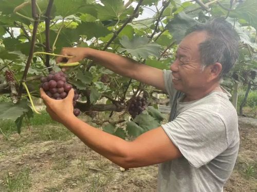 20230918142254043121.jpg 小小葡萄,“串”起村民致富路3.jpg