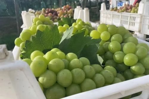 20230918142308023692.jpg 小小葡萄,“串”起村民致富路4.jpg