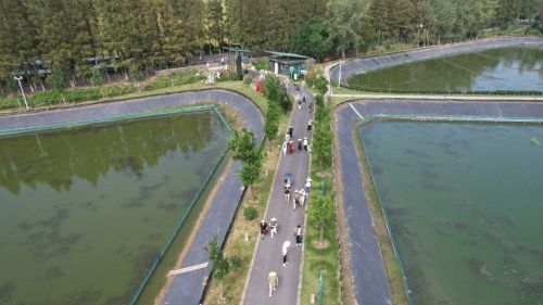 20240807104255002305.jpg 绘就乡村振兴新图景——横沙乡创新思路,发展特色产业10.jpg