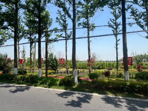 20240807104133078102.jpg 绘就乡村振兴新图景——横沙乡创新思路,发展特色产业4.jpg