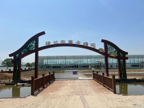 20240807104144070426.jpg 绘就乡村振兴新图景——横沙乡创新思路,发展特色产业5.jpg