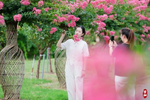 20230804095725069876.jpg 想要欣赏千年紫薇吗?来崇明这里6.jpg