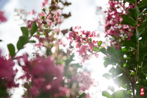 20230804095717006954.jpg 想要欣赏千年紫薇吗?来崇明这里5.jpg