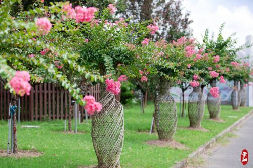 20230804095655052534.jpg 想要欣赏千年紫薇吗?来崇明这里2.jpg