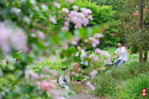 20230804095739084898.jpg 想要欣赏千年紫薇吗?来崇明这里8.jpg