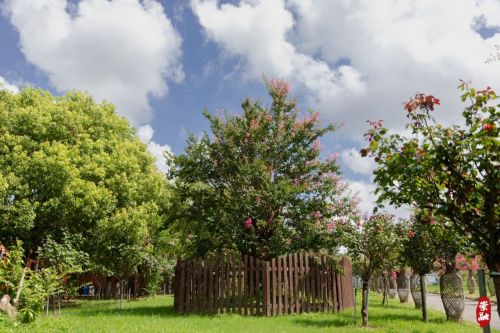 20230804095703093243.jpg 想要欣赏千年紫薇吗?来崇明这里3.jpg