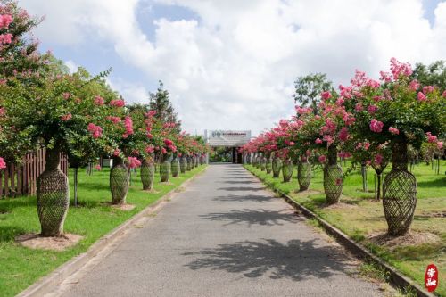 20230804095647063332.jpg 想要欣赏千年紫薇吗?来崇明这里1.jpg