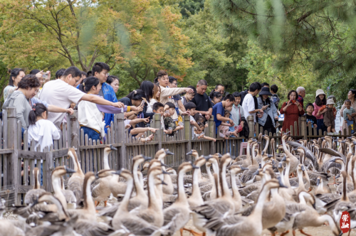 20231008101427040954.png 中秋国庆假期崇明区接待游客139.8万人次,实现旅游收入3亿元!2.png