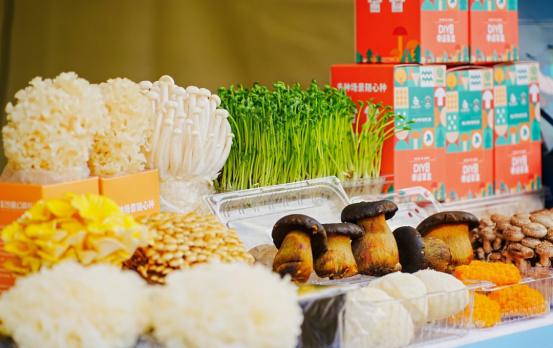 飞驰江海 悠哉崇明1042.png