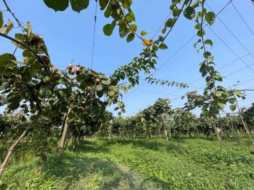 20240708170904046425.jpg 村庄有“颜值” 村民有“产值”——中兴镇爱国村的乡村振兴之路6.jpg