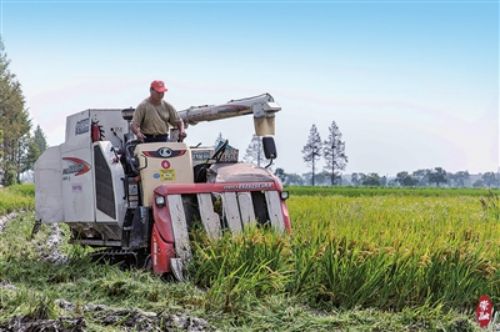 20230920093547041567.jpg 又是一年秋收时 稻谷飘香粮满仓1.jpg