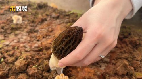 20240407142009022175.jpg 春日羊肚菌采摘正当时3.jpg