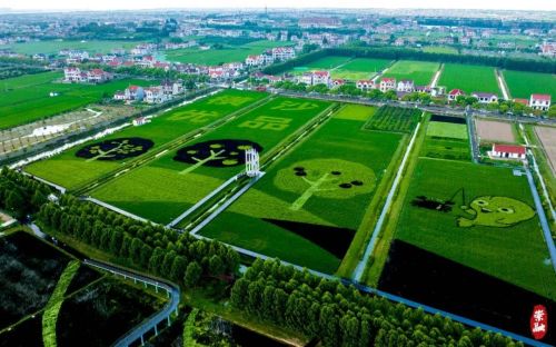 20230825153621083341.jpg 崇明又双叒叕上央视!这次是因为……1.jpg