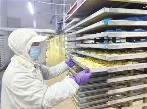 20240102102325055293.jpg 崇明果蔬冻干销往全球1.jpg