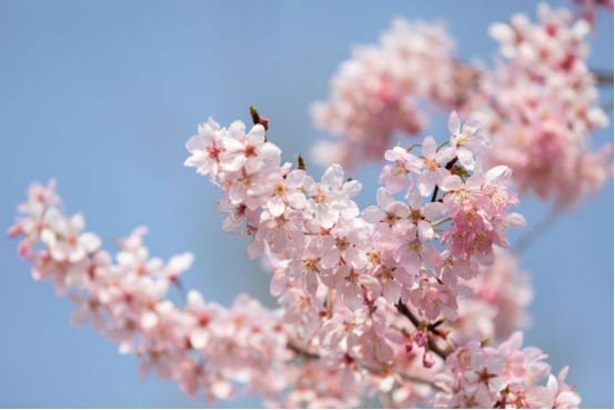 花朝节活动抢先看639.png 花朝节活动抢先看639.png