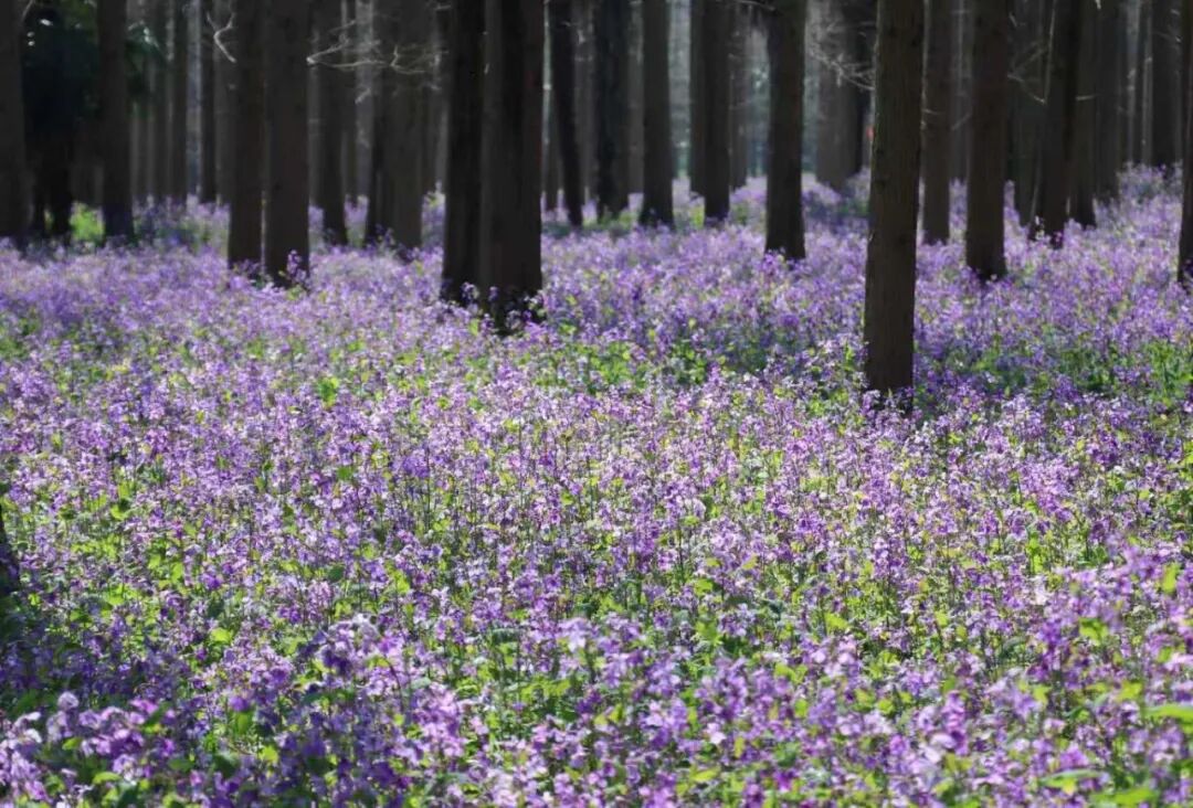 崇明春日限定美景陆续上线！