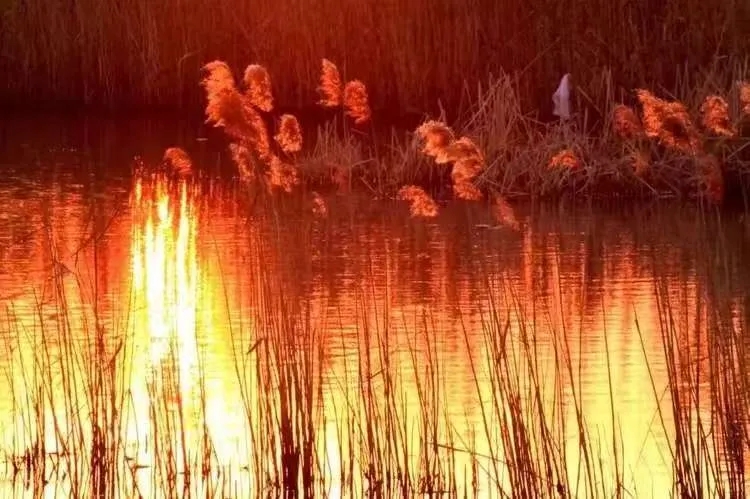 长兴岛绝美秋景，等你来打卡