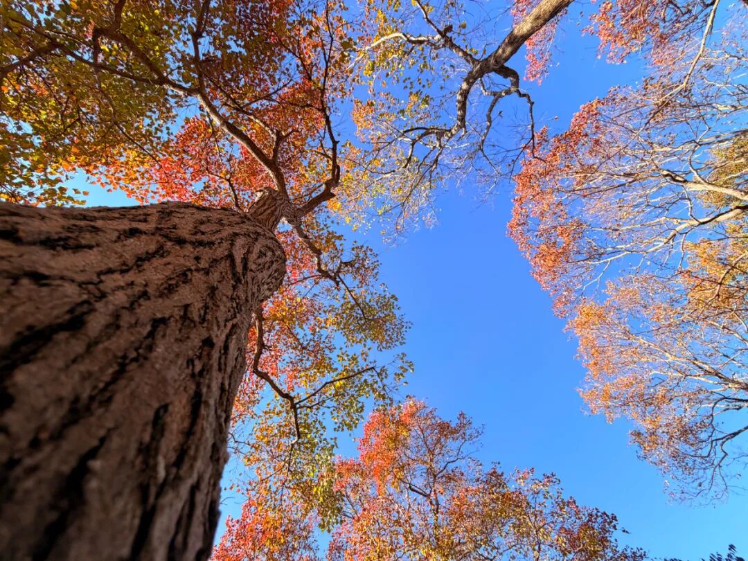 秋末冬初去哪里？崇明东滩超级出片！