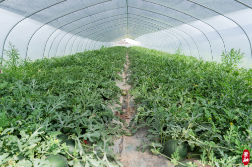 20240530154548090044.png 地产西瓜甜蜜上市1.png