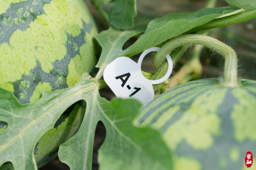 20240530154635092376.png 地产西瓜甜蜜上市2.png