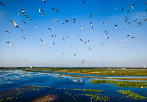 20240819143120061811.jpg 探索崇明湿地的“活力密码”3.jpg