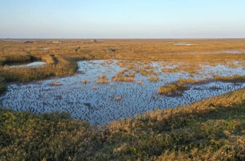 20240819143109060014.jpg 探索崇明湿地的“活力密码”2.jpg