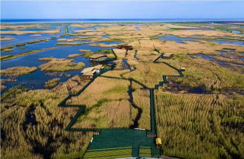 20240819143059030411.jpg 探索崇明湿地的“活力密码”1.jpg