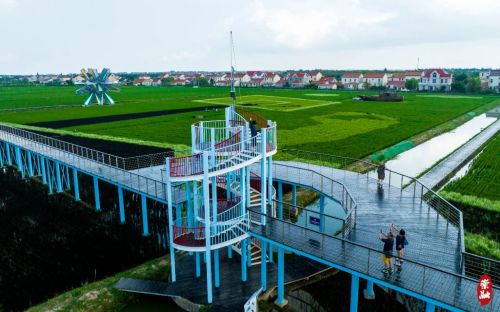 20230918140744078954.jpg 连续绘制六年,崇明这幅“网红”稻田画值得一看!2.jpg