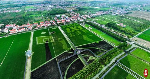 20230918140943050061.jpg 连续绘制六年,崇明这幅“网红”稻田画值得一看!8.jpg