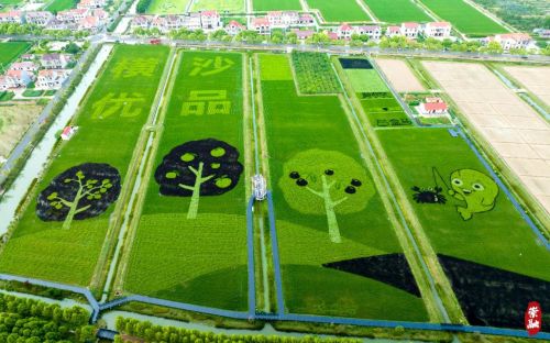 20230918140842043128.jpg 连续绘制六年,崇明这幅“网红”稻田画值得一看!5.jpg