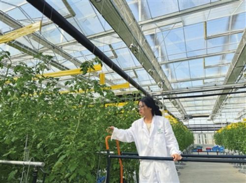 20231211095802096013.jpg 智慧农业赋能番茄种植1.jpg