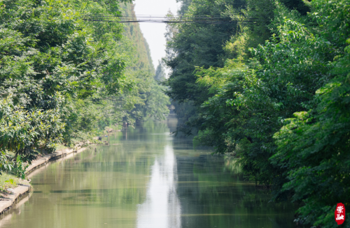 20240814141241046652.png 河道美丽蝶变 绘就靓丽画卷2.png