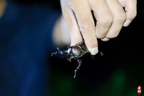 20230815164942003739.jpg 抬头就能见到星空,崇明这里美到令人窒息4.jpg