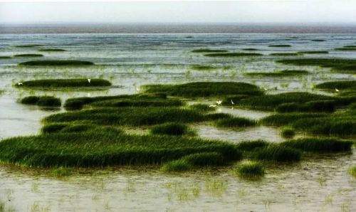 20230707160653013378.jpg 10万亩地怎么做农业?上海横沙新洲广发“英雄帖”3.jpg