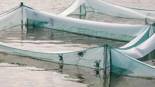 20230906141724083141.jpg 不断擦亮农业“金字招牌”,崇明这样做!2.jpg