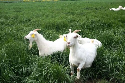 20230906141801074457.jpg 不断擦亮农业“金字招牌”,崇明这样做!4.jpg