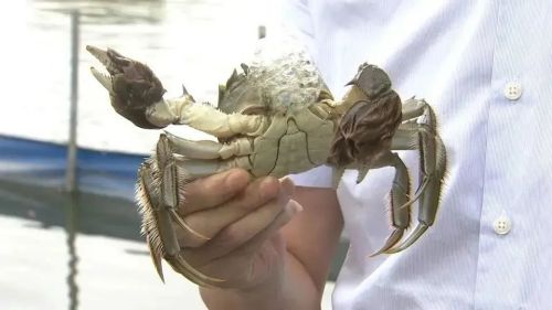 20230906141901021655.jpg 不断擦亮农业“金字招牌”,崇明这样做!7.jpg