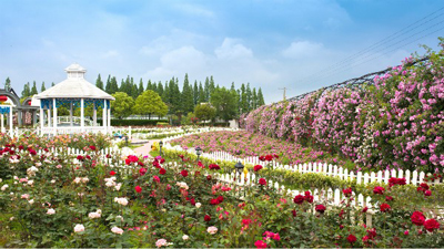 20210610100658070956.jpg 紫海.jpg