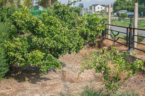 20230908144827062491.jpg 这笔“老牌资产”,在崇明这里仍将大有可为11.jpg