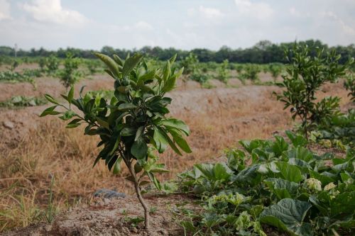 20230908144745093503.jpg 这笔“老牌资产”,在崇明这里仍将大有可为7.jpg