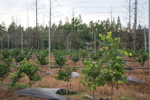 20230908144806014001.jpg 这笔“老牌资产”,在崇明这里仍将大有可为8.jpg