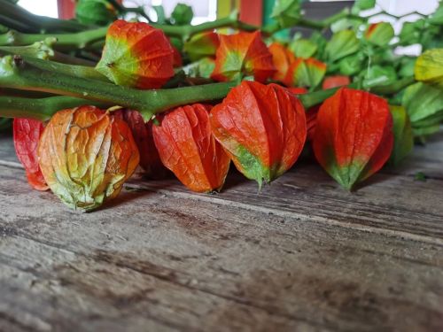 20230828101722029528.jpg 观赏类酸浆果上市 小众花材惹人爱1.jpg